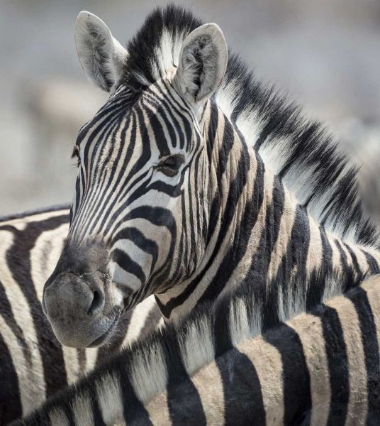Namibia, Etosha NP Portrait of a Zebra